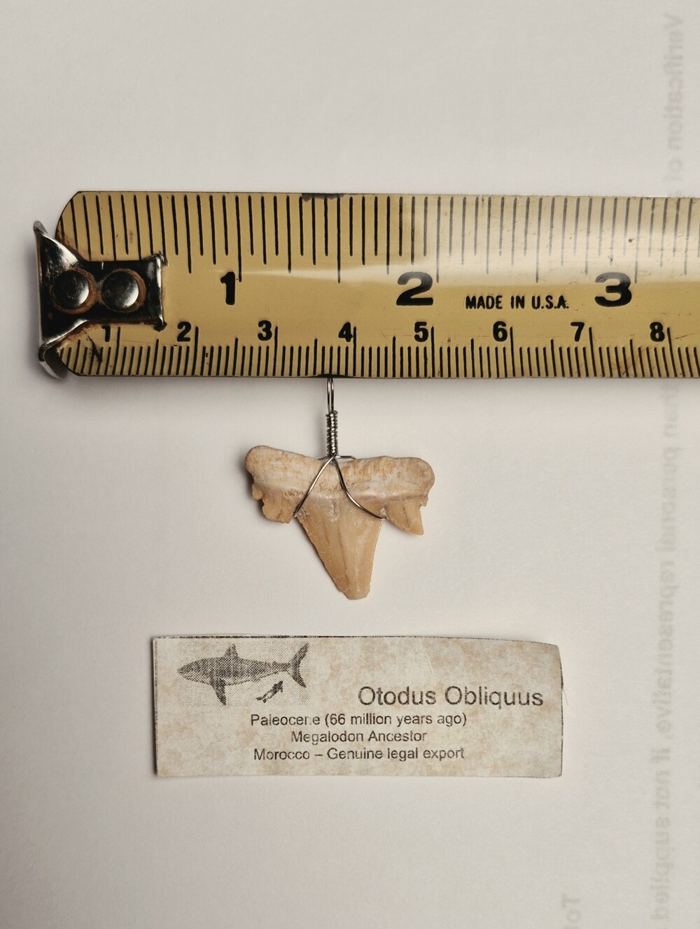 Otodus Obliquus Shark Tooth Pendant
